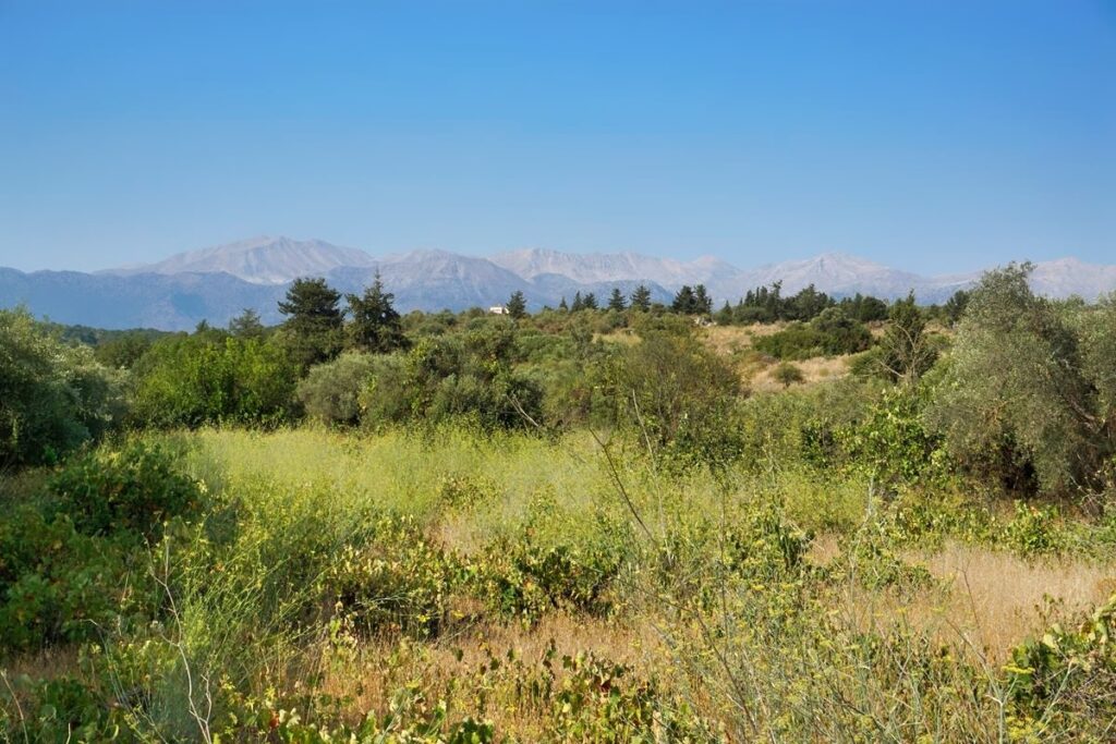 Thumbnail of http://For%20sale%20plot%20with%20olive%20trees%20in%20Vamos,%20Crete