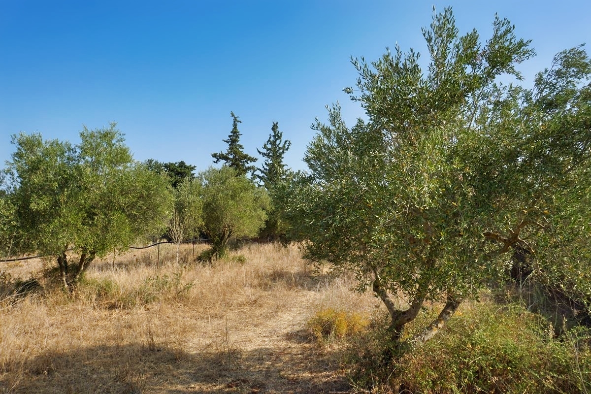 Land in Vamos - Image 2