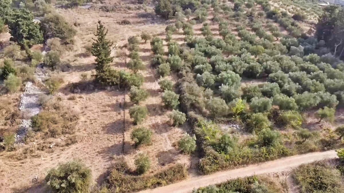 Land in Vamos - Image 5